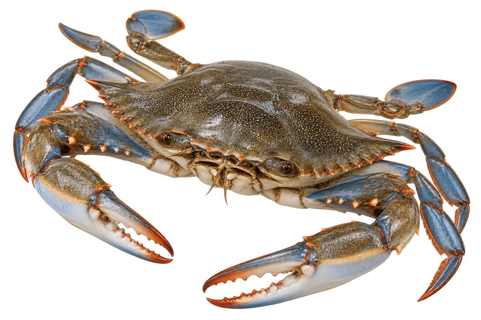 Fresh Crab