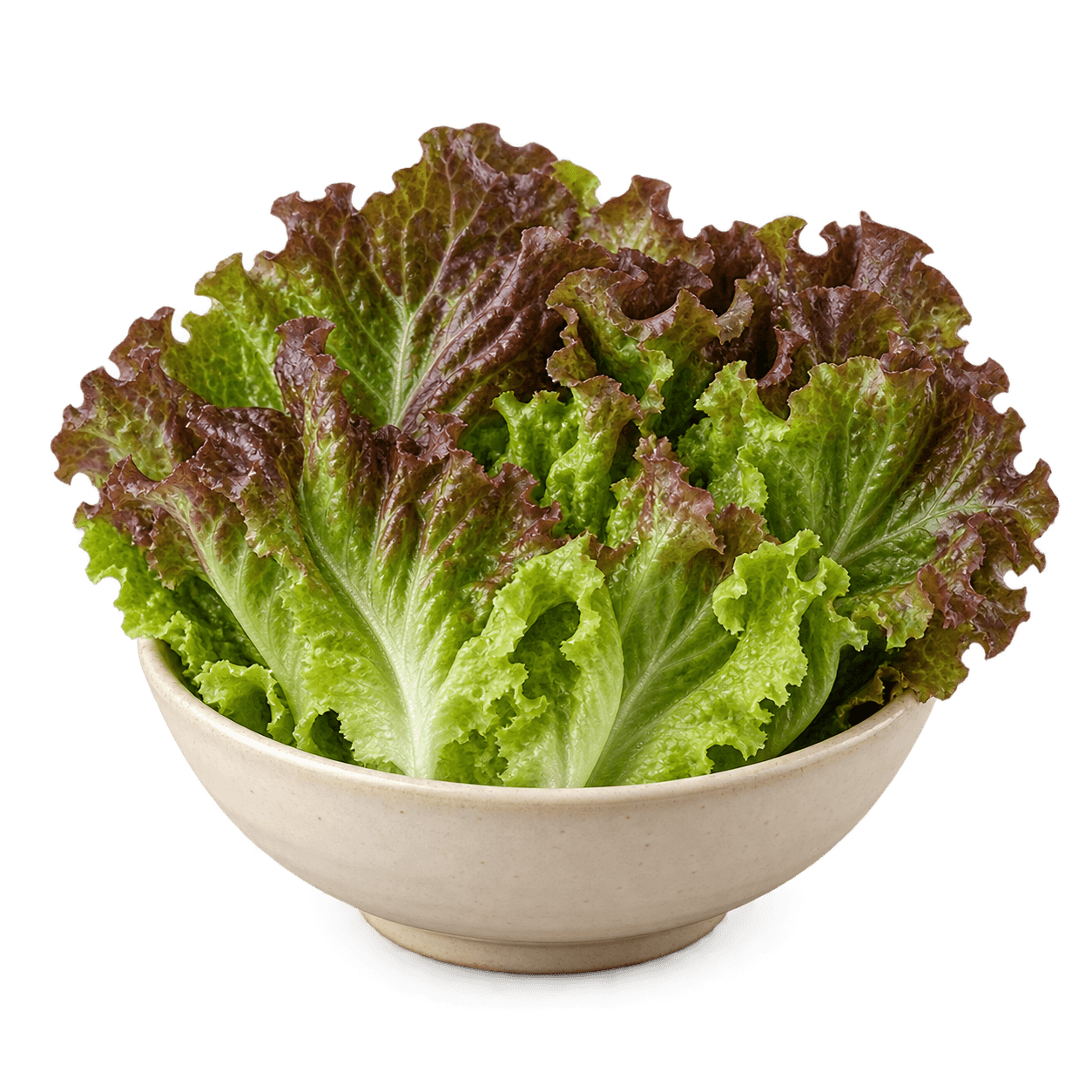 Fresh Lettuce