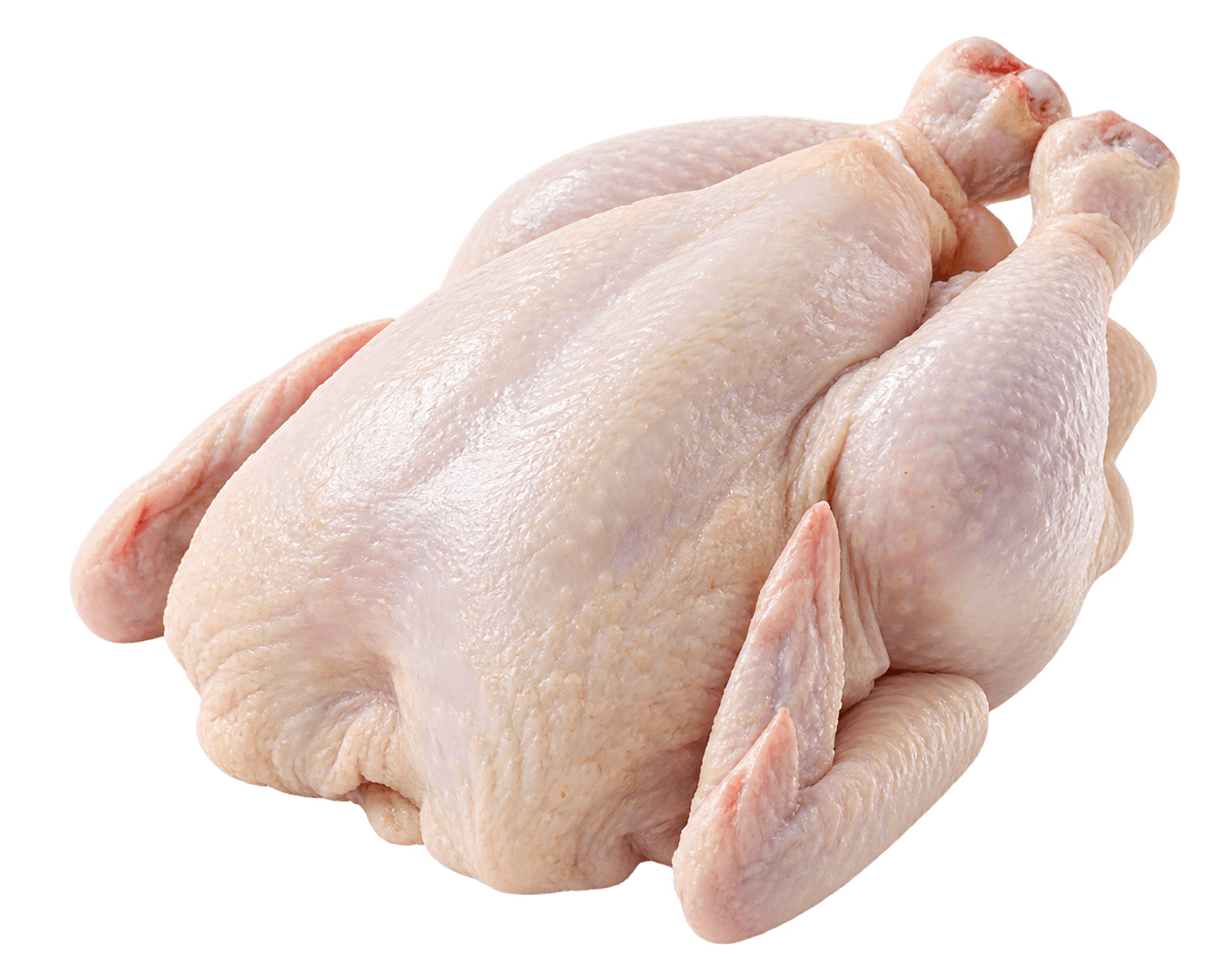 Young Chicken